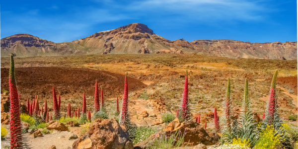 Escursioni a Tenerife: Parco Nazionale del Teide