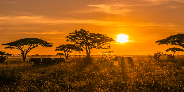 La savana africana: caratteristiche, clima e biodiversità