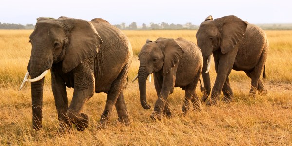 2. Elefante africano: il gigante buono della savana