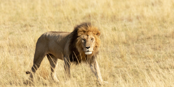  1. Leone: sovrano tra i Big Five della savana