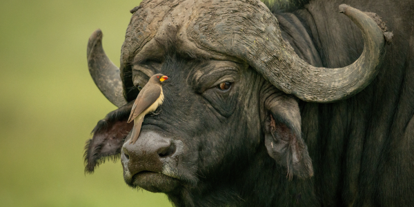 3. Bufalo africano: la forza delle mandrie della savana 
