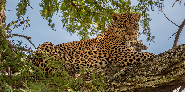4. Leopardo: il maestro del mimetismo