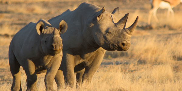  5. Rinoceronte africano: una leggenda a rischio