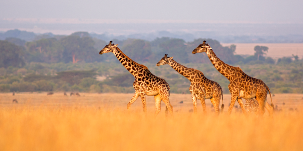 Gli erbivori della savana africana