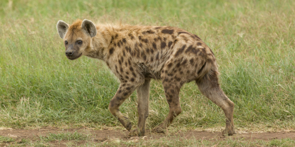 I carnivori della savana africana