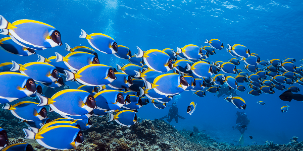 Dhiggiri: l’isola delle immersioni notturne