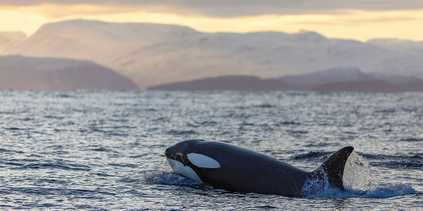 Avvistamento balene a Tromsø: cosa sapere