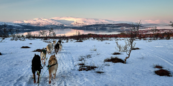 Husky tour a Tromso, renne e natura polare