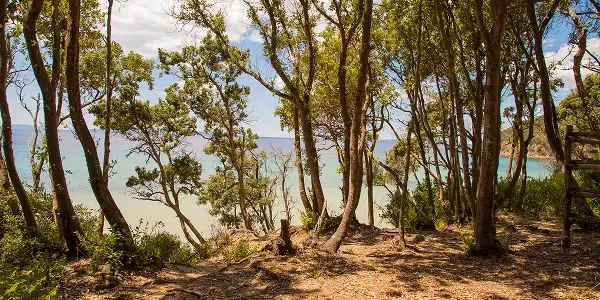 Cala Violina: tutto quello che c’è da sapere