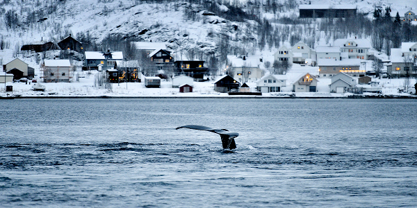 Cose da vedere a Tromso all’aria aperta