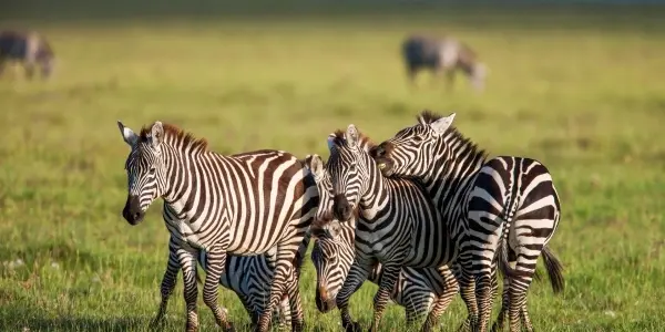 Nairobi National Park: un safari nella città