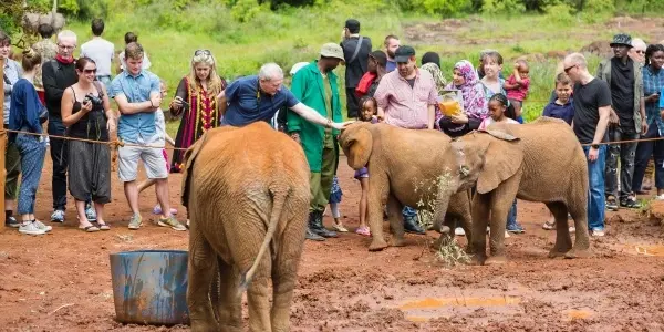 David Sheldrick Wildlife Trust: protezione e amore per gli elefanti
