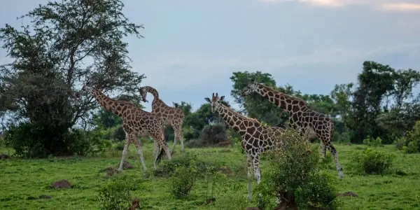 Giraffe Centre: incontro ravvicinato con le giraffe Rothschild