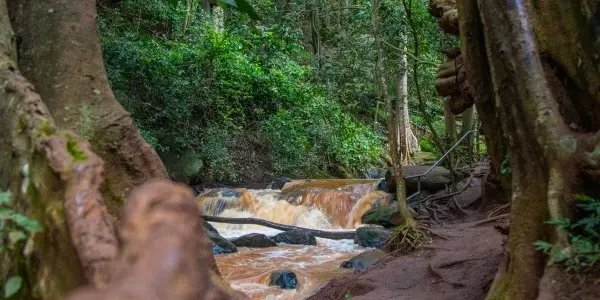 Karura Forest: respiro verde nella metropoli