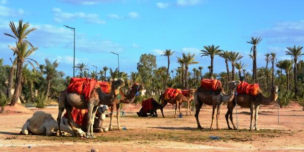 Palmeraie: natura e relax fuori dal centro