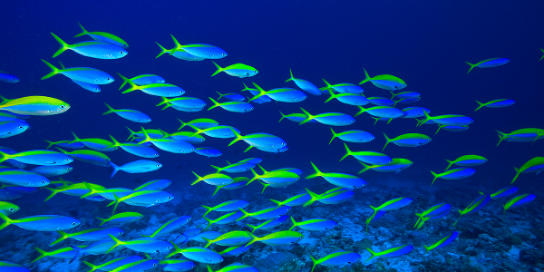 Maldive: dove si trovano