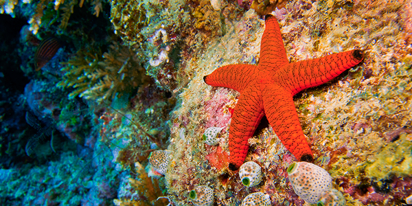 La barriera corallina di Alimathà