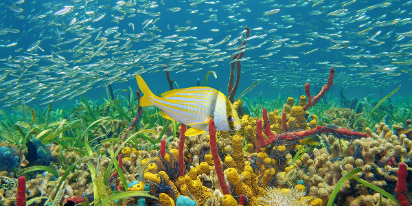 Qual è la biodiversità protetta nel Parque Nacional Corales del Rosario y San Bernardo