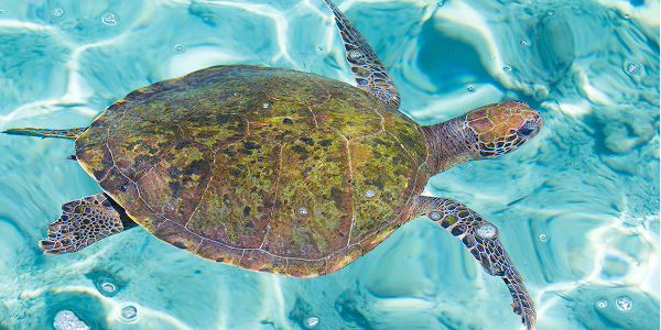Cosa fare alle Isole del Rosario