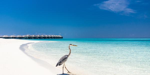 Quando andare alle Maldive? La scelta finale