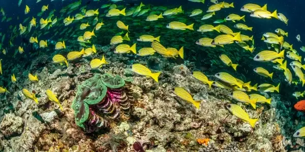 I Thila delle Maldive: meraviglie sommerse