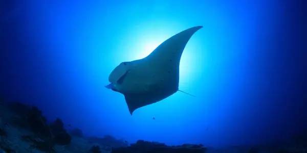 Immersioni notturne alle Maldive: un’esperienza da brividi