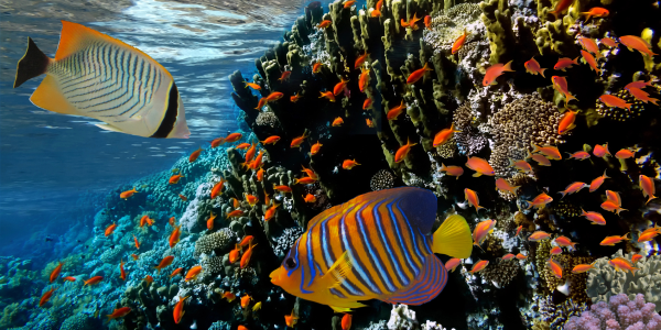 Marsa Alam è sicura oggi? Cosa sapere