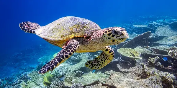 Cosa fare (e non fare) alle Maldive al primo viaggio