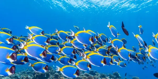 Consigli di viaggio sostenibile per le Maldive