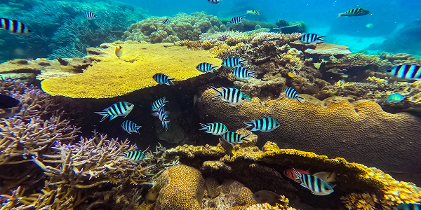Le attrazioni di Changuu Island a Zanzibar