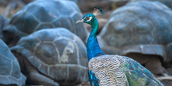 La natura oltre le tartarughe