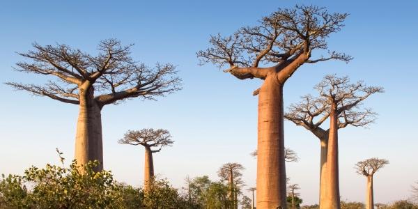  Cosa sono i Baobab in Madagascar e come vederli