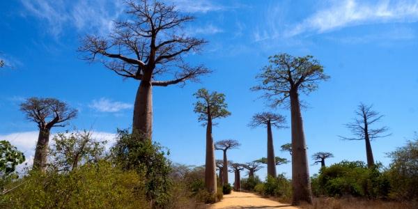 Dove vedere i baobab in Madagascar
