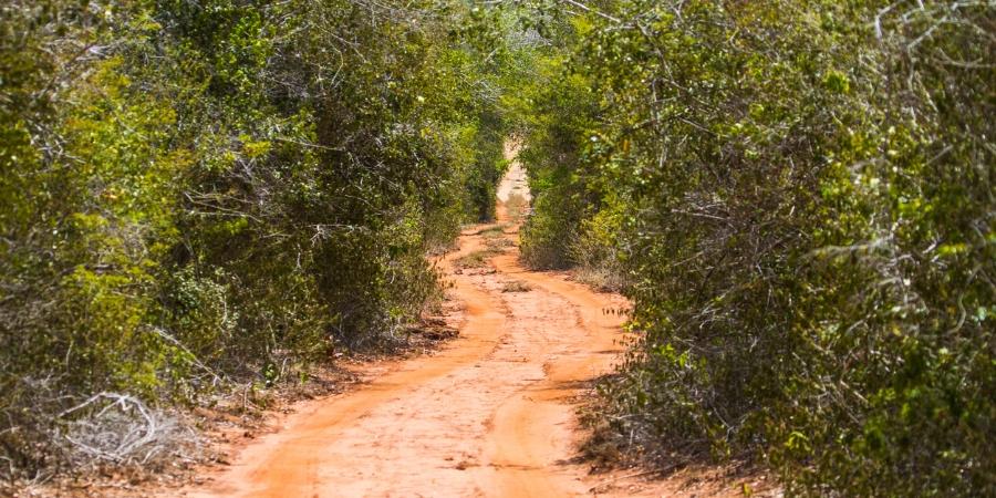 Parco Nazionale di Arabuko-Sokoke  