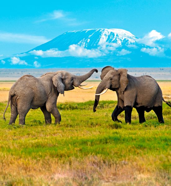 Safari in Africa, nel parco di Amboseli