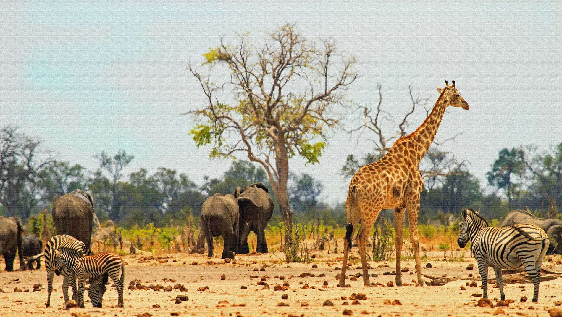 Pacchetti vacanze Zimbabwe