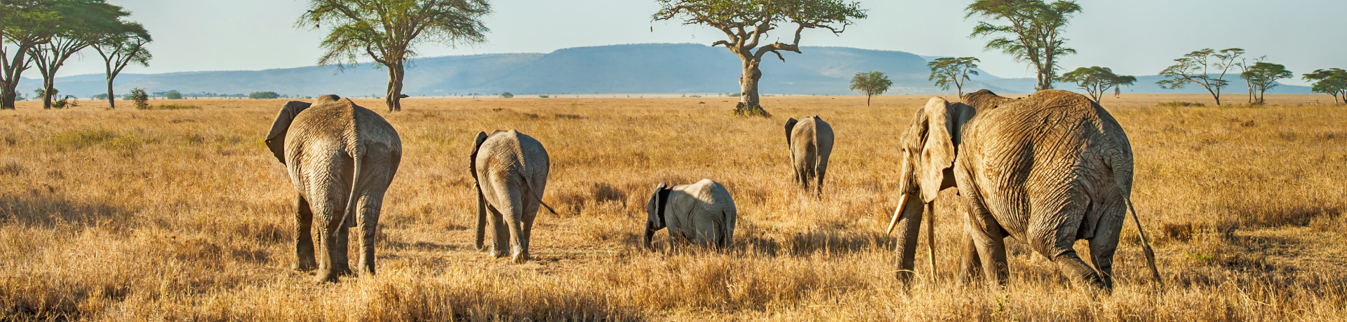 Elefanti che si spostano per le pianure della Tanzania
