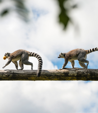 Lemuri in fila che camminano su un tronco 