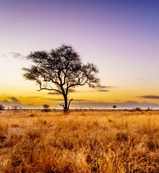 I 10 parchi naturali più belli del Sudafrica | Racconti di viaggio Alpitour