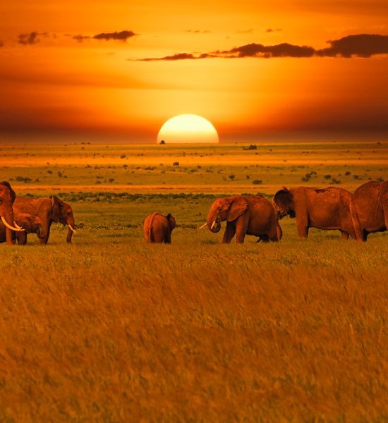 Safari in Africa, nel parco di Tsavo Est