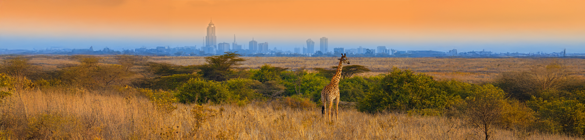 La giraffa africana selvatica si erge alta contro la vista urbana dell'alba di Nairobi