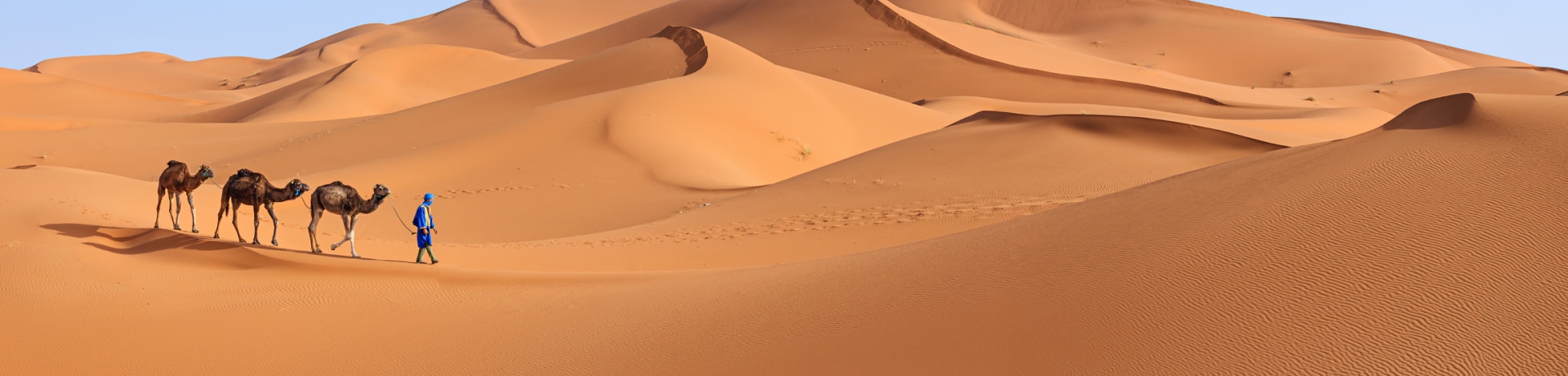 cammelli nel deserto del Sahara occidentale