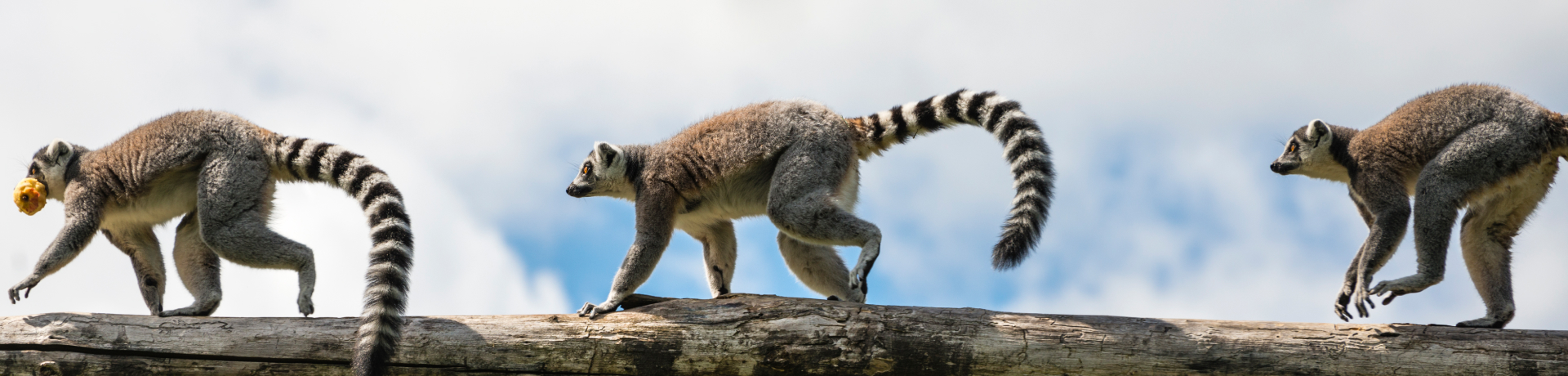 Lemuri in fila che camminano su un tronco 