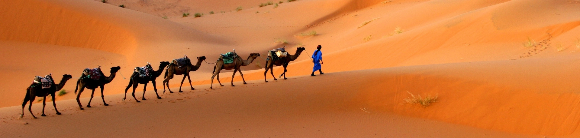 Cammelli in fila che camminano sulle dune del deserto in Marocco