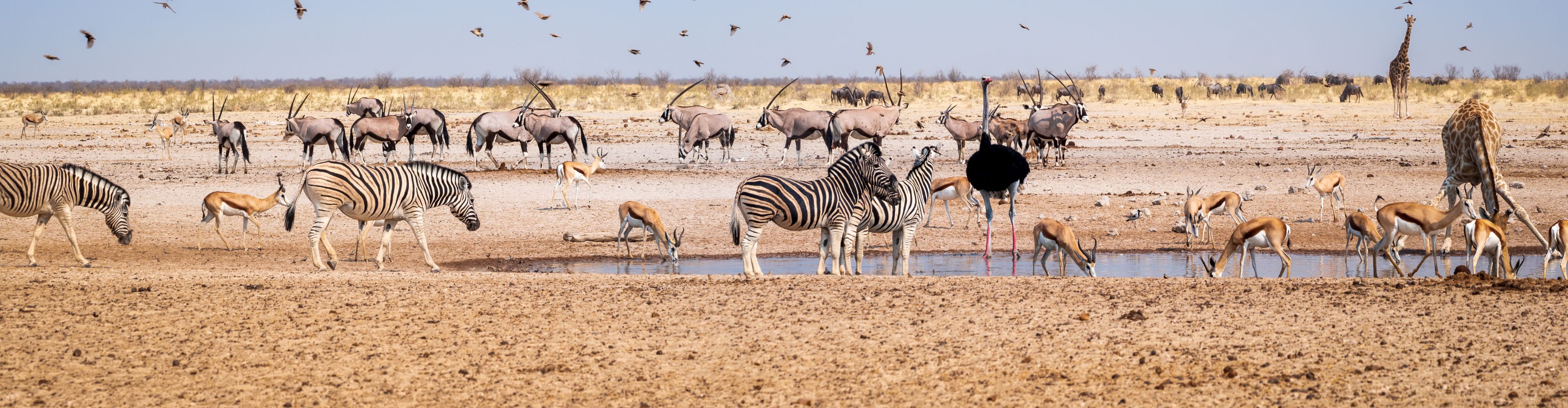 Pacchetti vacanze Safari in Tanzania