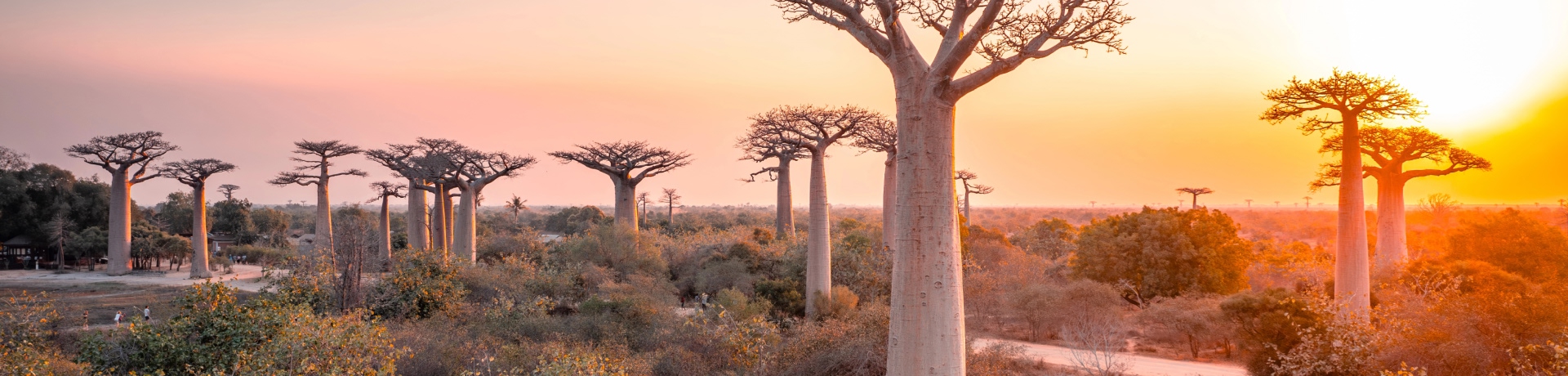 Alberi di baobab vicino a Morondava Madacascar. Africa