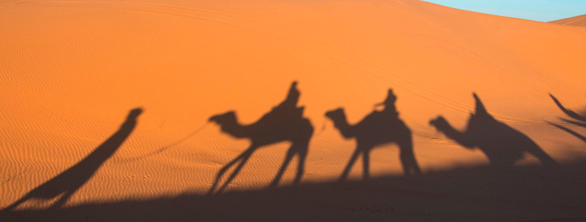 ombre di carovana di cammelli sulla sabbia del deserto tunisino