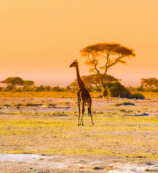 Parchi del Kenya da visitare in webcam | Racconti di viaggio Alpitour