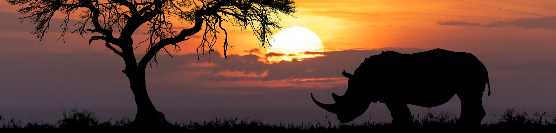 rinoceronte in kenya al tramonto 
