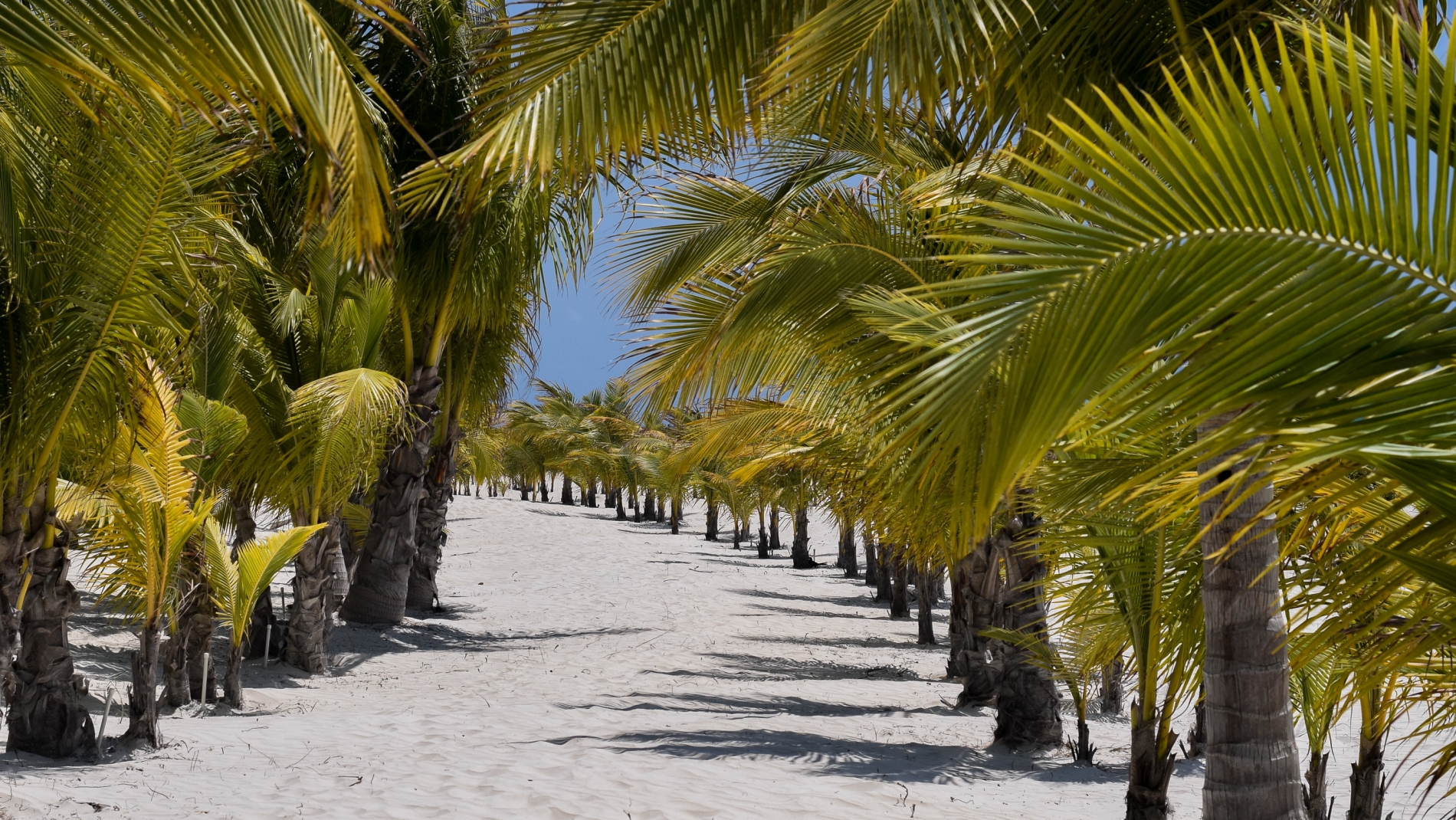 Pacchetti vacanza Playa Maroma